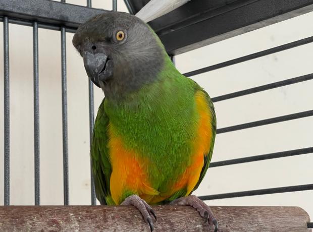 Parrot christmas jumper sales